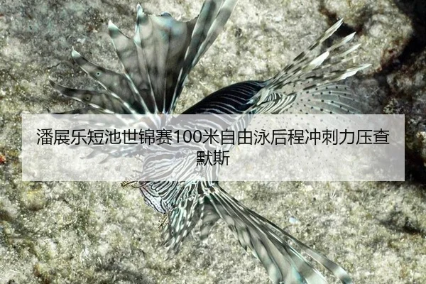 pan-zhan-le-duan-chi-shi-jin-sai-mi-zi-you-yong-hou-cheng-chong-ci-li-ya-cha-mo-si-2-933.jpg